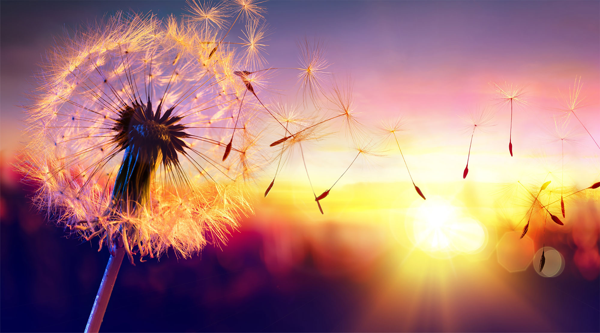 nw-banner